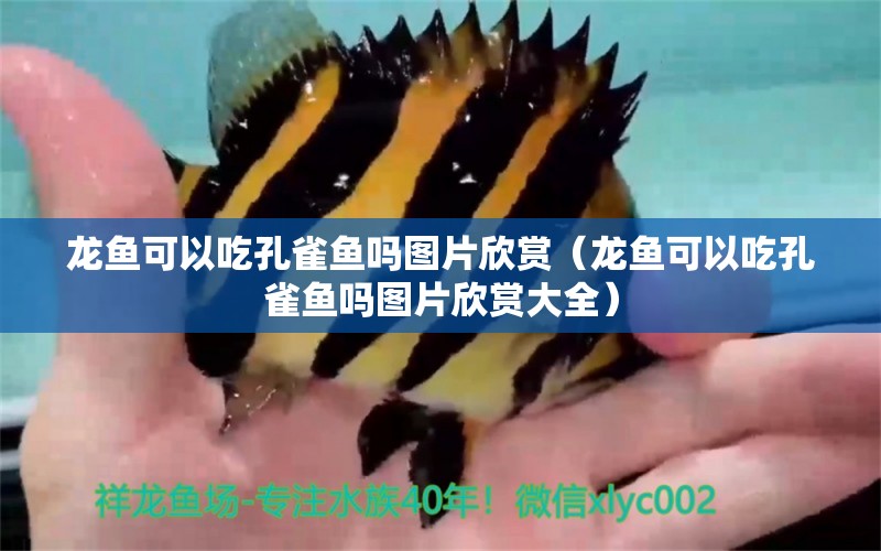 龍魚可以吃孔雀魚嗎圖片欣賞（龍魚可以吃孔雀魚嗎圖片欣賞大全）