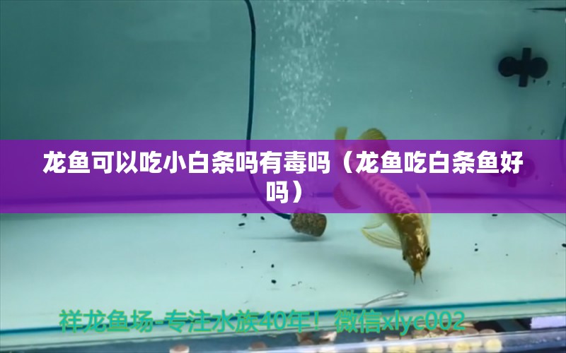 龍魚可以吃小白條嗎有毒嗎（龍魚吃白條魚好嗎） 廣州龍魚批發(fā)市場