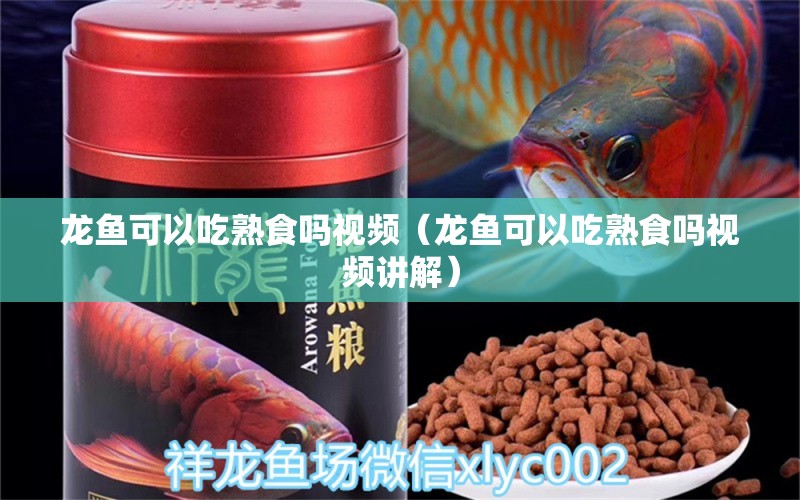 龍魚可以吃熟食嗎視頻（龍魚可以吃熟食嗎視頻講解） 廣州龍魚批發(fā)市場