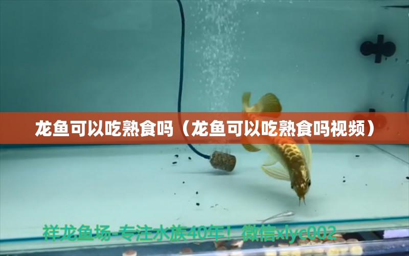 龍魚(yú)可以吃熟食嗎（龍魚(yú)可以吃熟食嗎視頻） 祥龍水族醫(yī)院