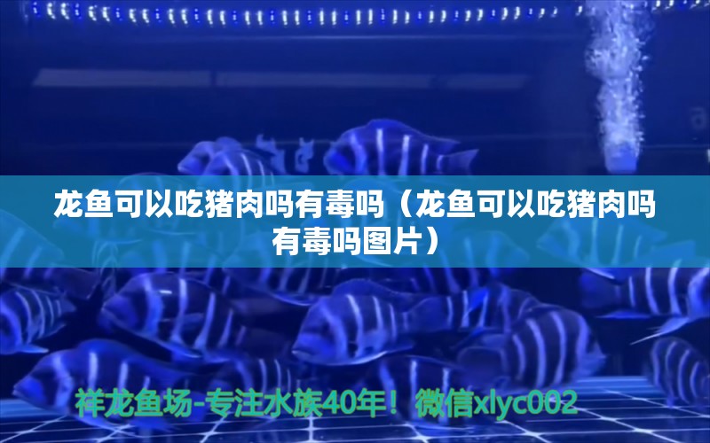 龍魚可以吃豬肉嗎有毒嗎（龍魚可以吃豬肉嗎有毒嗎圖片）