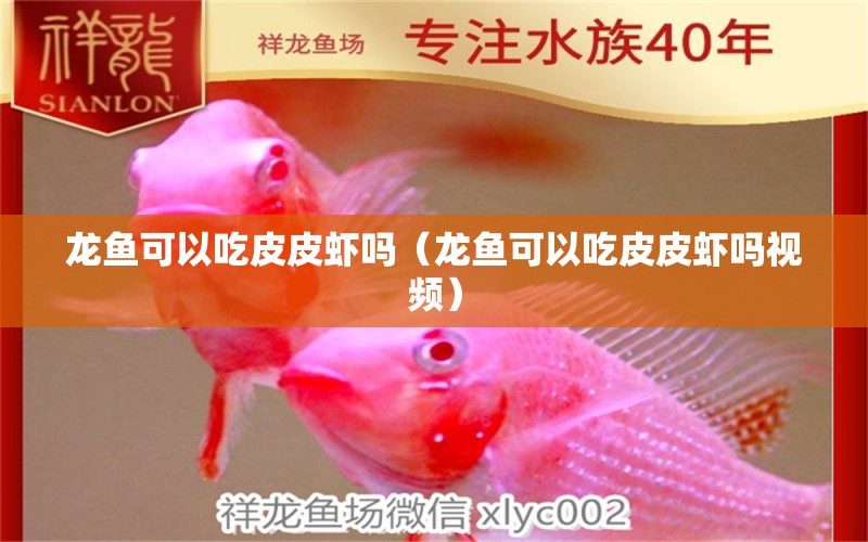 龍魚可以吃皮皮蝦嗎（龍魚可以吃皮皮蝦嗎視頻）