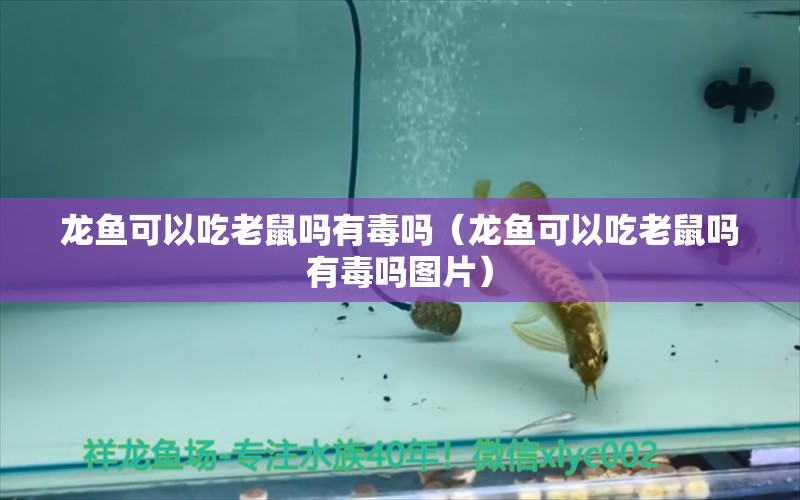 龍魚可以吃老鼠嗎有毒嗎（龍魚可以吃老鼠嗎有毒嗎圖片）