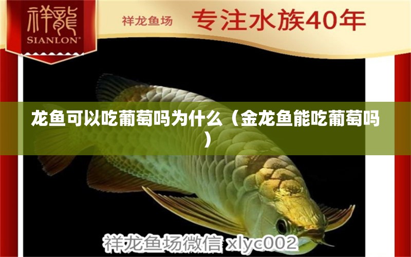 龍魚可以吃葡萄嗎為什么（金龍魚能吃葡萄嗎）