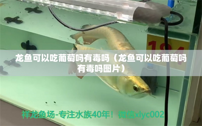 龍魚可以吃葡萄嗎有毒嗎（龍魚可以吃葡萄嗎有毒嗎圖片）