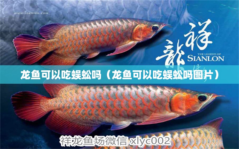 龍魚可以吃蜈蚣嗎（龍魚可以吃蜈蚣嗎圖片）