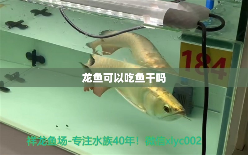 龍魚可以吃魚干嗎