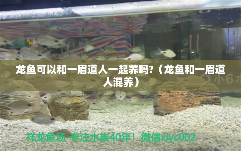 龍魚可以和一眉道人一起養(yǎng)嗎?（龍魚和一眉道人混養(yǎng)）