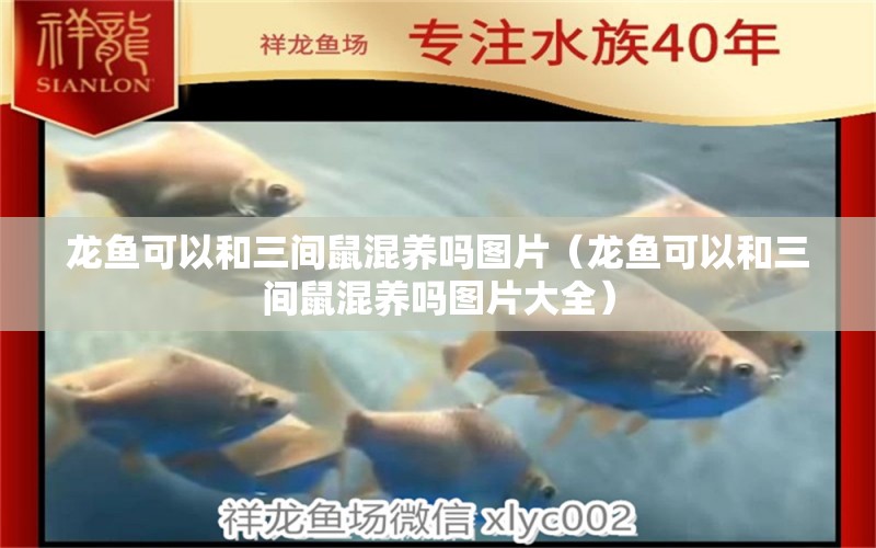 龍魚可以和三間鼠混養(yǎng)嗎圖片（龍魚可以和三間鼠混養(yǎng)嗎圖片大全）