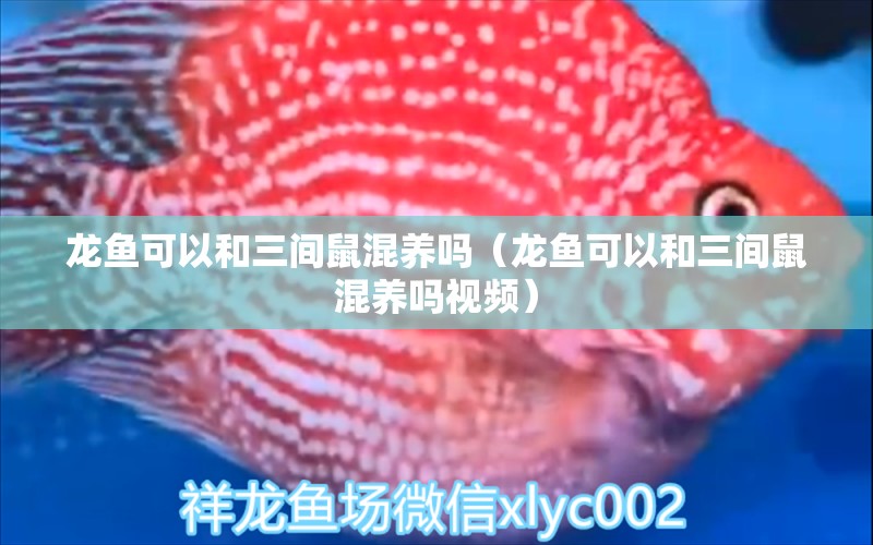 龍魚可以和三間鼠混養(yǎng)嗎（龍魚可以和三間鼠混養(yǎng)嗎視頻）