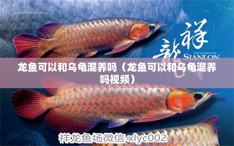 龍魚可以和烏龜混養(yǎng)嗎（龍魚可以和烏龜混養(yǎng)嗎視頻）