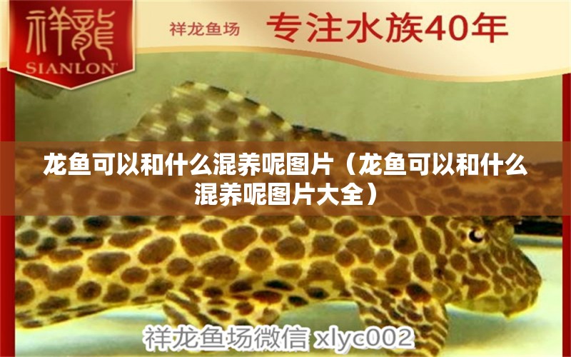 龍魚(yú)可以和什么混養(yǎng)呢圖片（龍魚(yú)可以和什么混養(yǎng)呢圖片大全） 廣州龍魚(yú)批發(fā)市場(chǎng)