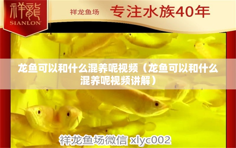 龍魚可以和什么混養(yǎng)呢視頻（龍魚可以和什么混養(yǎng)呢視頻講解） 廣州龍魚批發(fā)市場