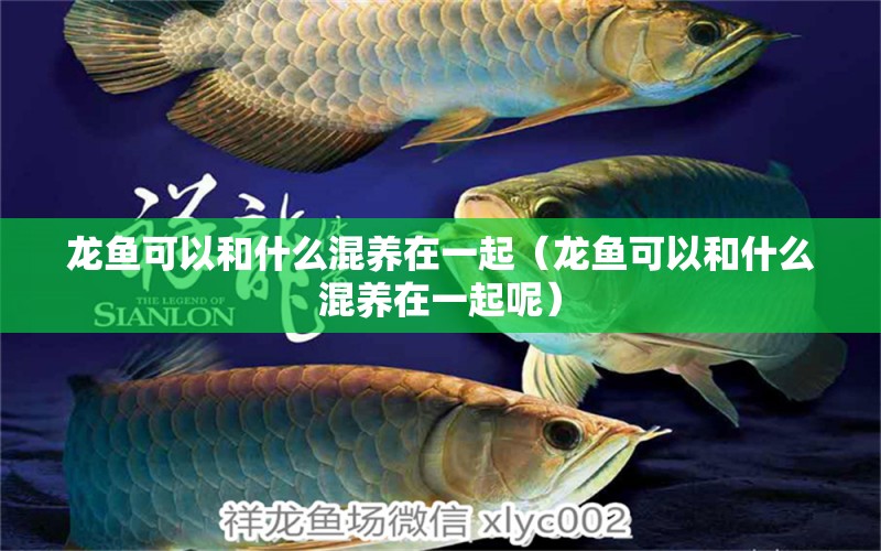 龍魚(yú)可以和什么混養(yǎng)在一起（龍魚(yú)可以和什么混養(yǎng)在一起呢）