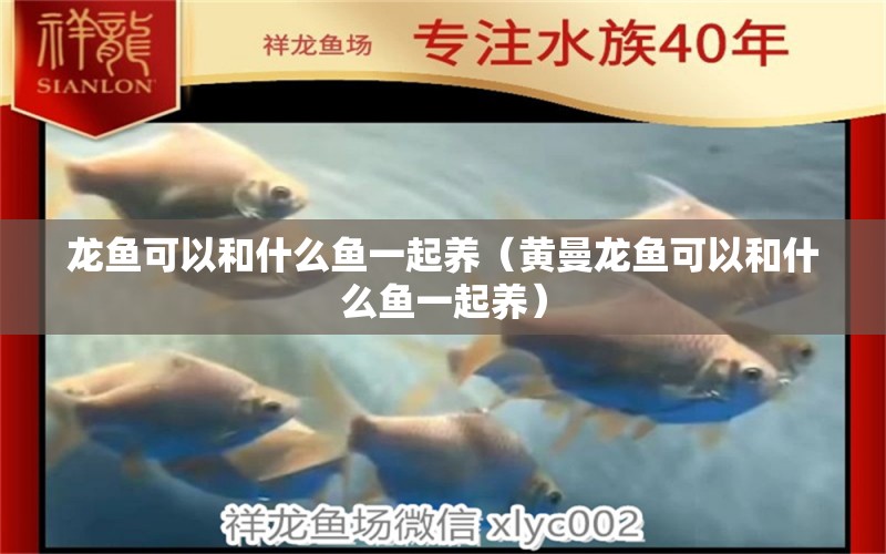 龍魚可以和什么魚一起養(yǎng)（黃曼龍魚可以和什么魚一起養(yǎng)） 粗線銀版魚苗