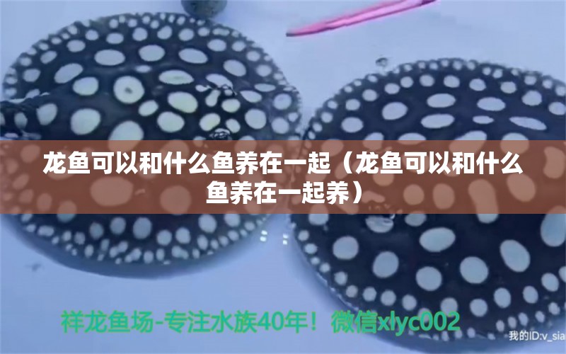 龍魚可以和什么魚養(yǎng)在一起（龍魚可以和什么魚養(yǎng)在一起養(yǎng)）