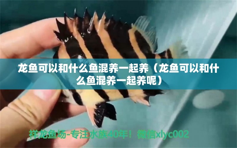 龍魚(yú)可以和什么魚(yú)混養(yǎng)一起養(yǎng)（龍魚(yú)可以和什么魚(yú)混養(yǎng)一起養(yǎng)呢）