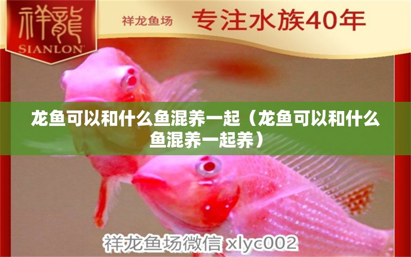 龍魚(yú)可以和什么魚(yú)混養(yǎng)一起（龍魚(yú)可以和什么魚(yú)混養(yǎng)一起養(yǎng)）