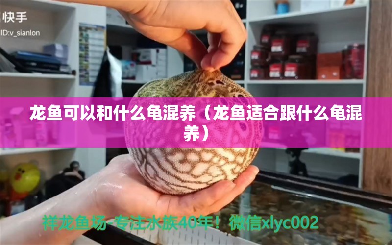 龍魚可以和什么龜混養(yǎng)（龍魚適合跟什么龜混養(yǎng)）