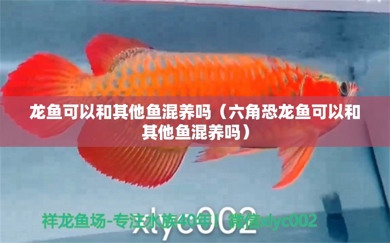 龍魚可以和其他魚混養(yǎng)嗎（六角恐龍魚可以和其他魚混養(yǎng)嗎）