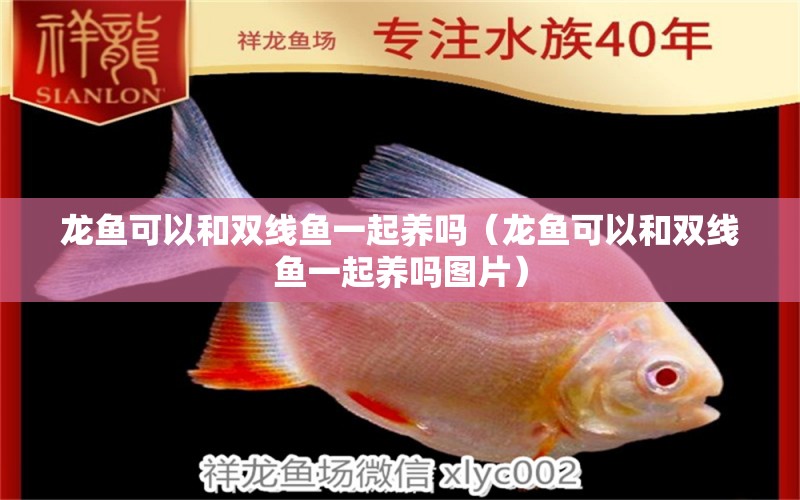 龍魚可以和雙線魚一起養(yǎng)嗎（龍魚可以和雙線魚一起養(yǎng)嗎圖片）