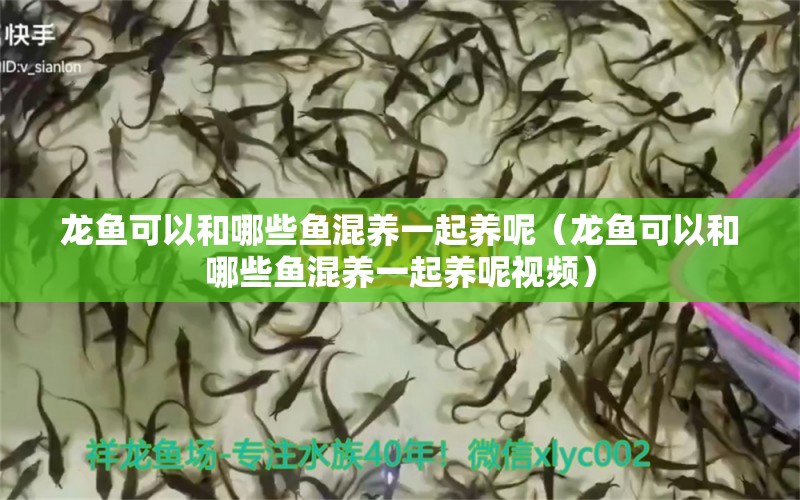 龍魚可以和哪些魚混養(yǎng)一起養(yǎng)呢（龍魚可以和哪些魚混養(yǎng)一起養(yǎng)呢視頻） 觀賞魚