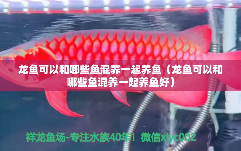 龍魚可以和哪些魚混養(yǎng)一起養(yǎng)魚（龍魚可以和哪些魚混養(yǎng)一起養(yǎng)魚好）