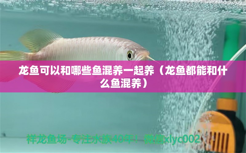 龍魚可以和哪些魚混養(yǎng)一起養(yǎng)（龍魚都能和什么魚混養(yǎng)）