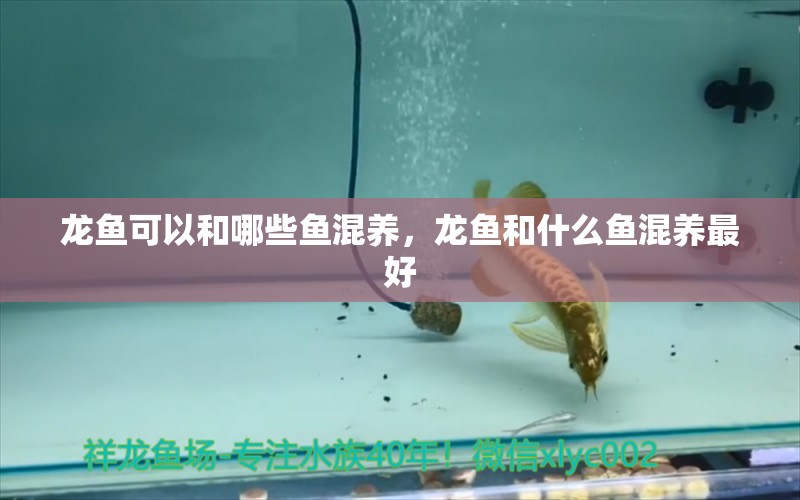 龍魚可以和哪些魚混養(yǎng)，龍魚和什么魚混養(yǎng)最好 養(yǎng)魚知識