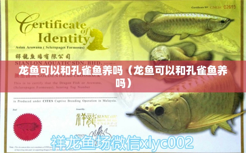 龍魚可以和孔雀魚養(yǎng)嗎（龍魚可以和孔雀魚養(yǎng)嗎）