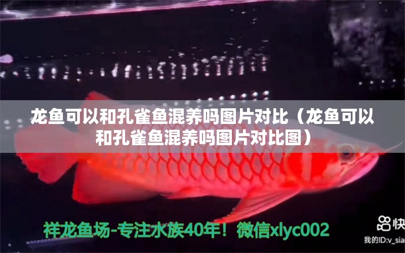 龍魚可以和孔雀魚混養(yǎng)嗎圖片對比（龍魚可以和孔雀魚混養(yǎng)嗎圖片對比圖） 祥龍水族醫(yī)院