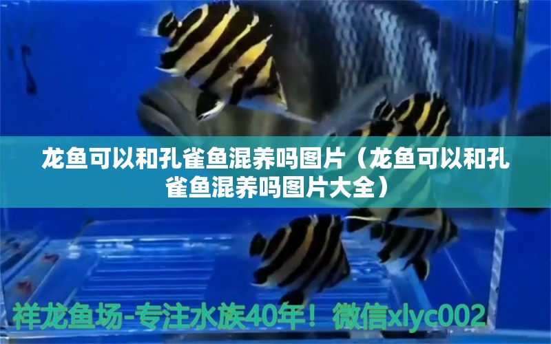 龍魚(yú)可以和孔雀魚(yú)混養(yǎng)嗎圖片（龍魚(yú)可以和孔雀魚(yú)混養(yǎng)嗎圖片大全）