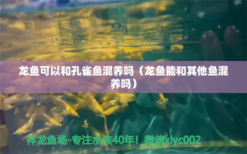 龍魚可以和孔雀魚混養(yǎng)嗎（龍魚能和其他魚混養(yǎng)嗎）