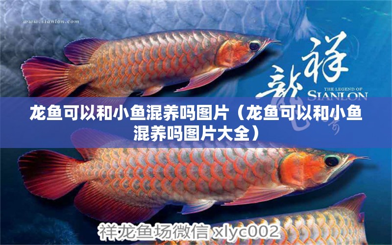 龍魚可以和小魚混養(yǎng)嗎圖片（龍魚可以和小魚混養(yǎng)嗎圖片大全） 廣州龍魚批發(fā)市場