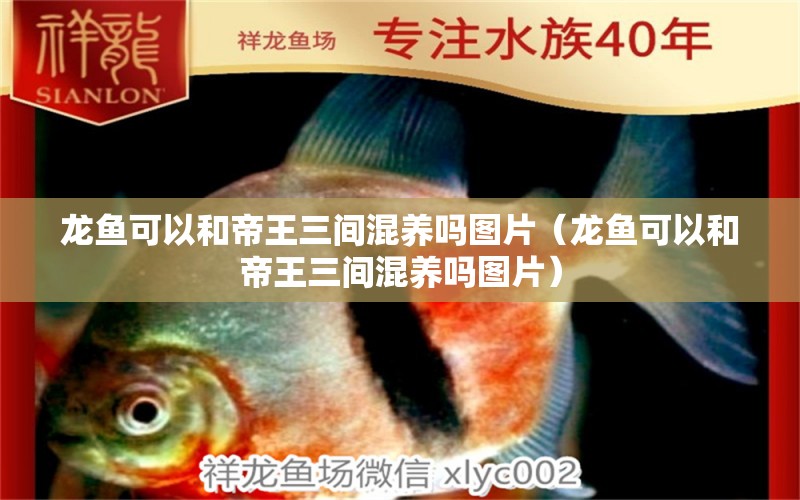 龍魚可以和帝王三間混養(yǎng)嗎圖片（龍魚可以和帝王三間混養(yǎng)嗎圖片）