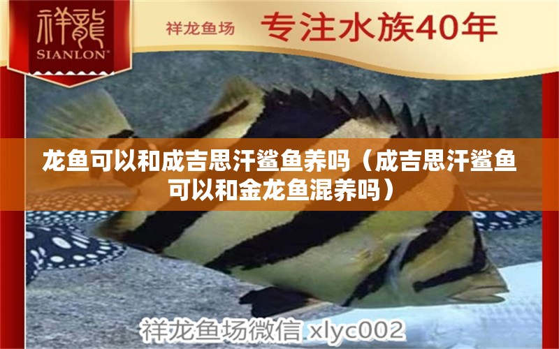 龍魚可以和成吉思汗鯊魚養(yǎng)嗎（成吉思汗鯊魚可以和金龍魚混養(yǎng)嗎）