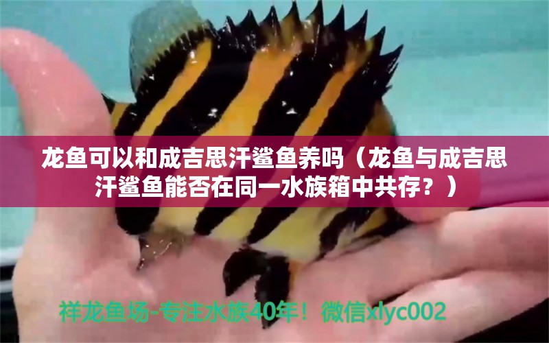 龍魚可以和成吉思汗鯊魚養(yǎng)嗎（龍魚與成吉思汗鯊魚能否在同一水族箱中共存？） 水族問答 第2張