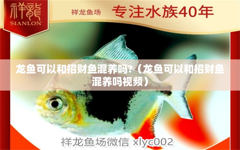 龍魚可以和招財(cái)魚混養(yǎng)嗎?（龍魚可以和招財(cái)魚混養(yǎng)嗎視頻） 廣州龍魚批發(fā)市場