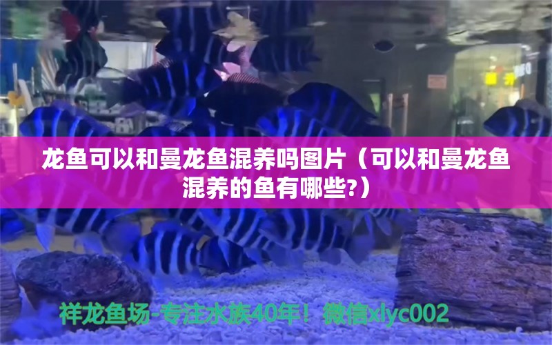 龍魚可以和曼龍魚混養(yǎng)嗎圖片（可以和曼龍魚混養(yǎng)的魚有哪些?） 觀賞魚