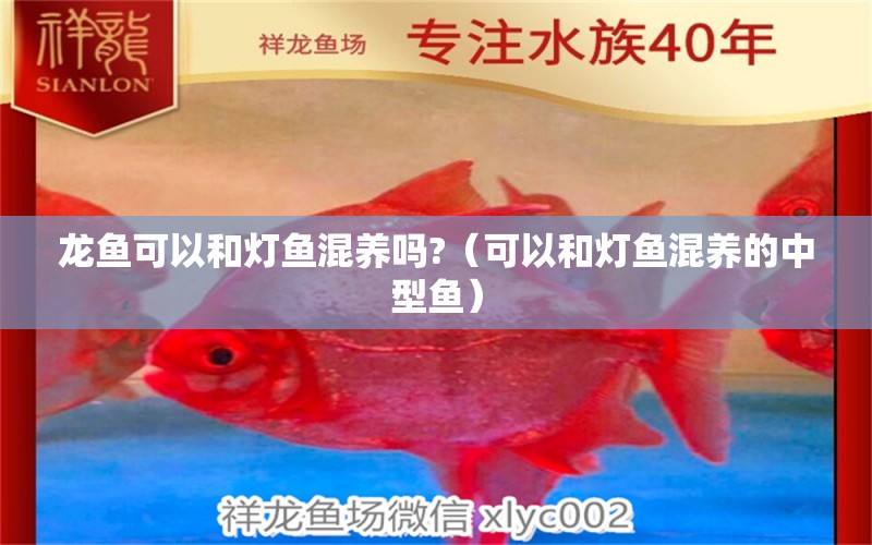 龍魚可以和燈魚混養(yǎng)嗎?（可以和燈魚混養(yǎng)的中型魚）