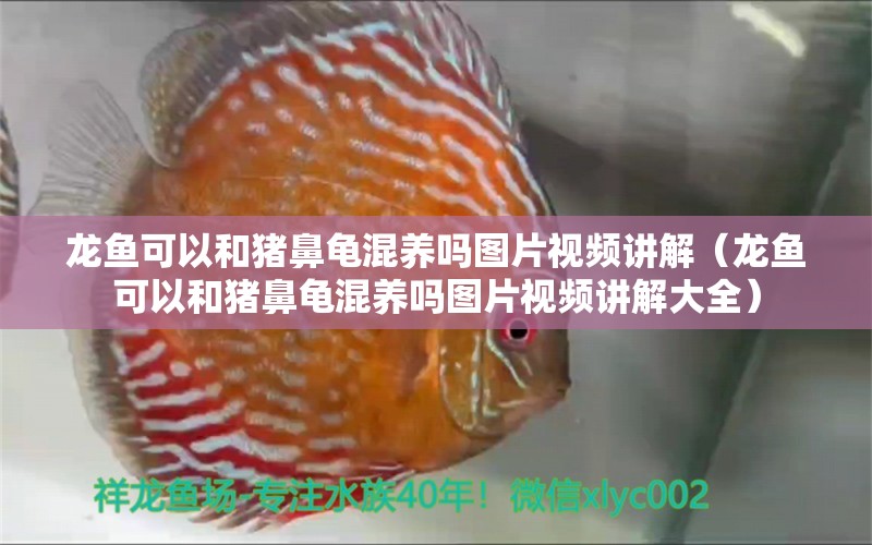 龍魚可以和豬鼻龜混養(yǎng)嗎圖片視頻講解（龍魚可以和豬鼻龜混養(yǎng)嗎圖片視頻講解大全） 豬鼻龜