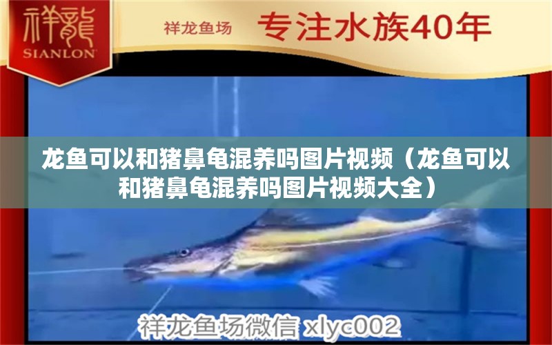 龍魚(yú)可以和豬鼻龜混養(yǎng)嗎圖片視頻（龍魚(yú)可以和豬鼻龜混養(yǎng)嗎圖片視頻大全）