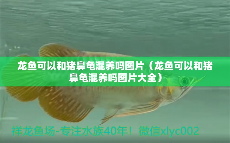 龍魚(yú)可以和豬鼻龜混養(yǎng)嗎圖片（龍魚(yú)可以和豬鼻龜混養(yǎng)嗎圖片大全）