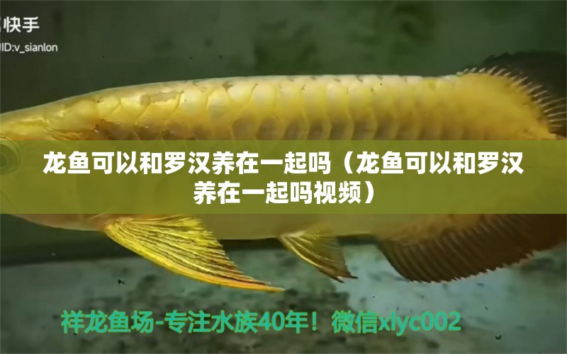 龍魚可以和羅漢養(yǎng)在一起嗎（龍魚可以和羅漢養(yǎng)在一起嗎視頻）