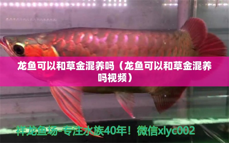 龍魚可以和草金混養(yǎng)嗎（龍魚可以和草金混養(yǎng)嗎視頻）