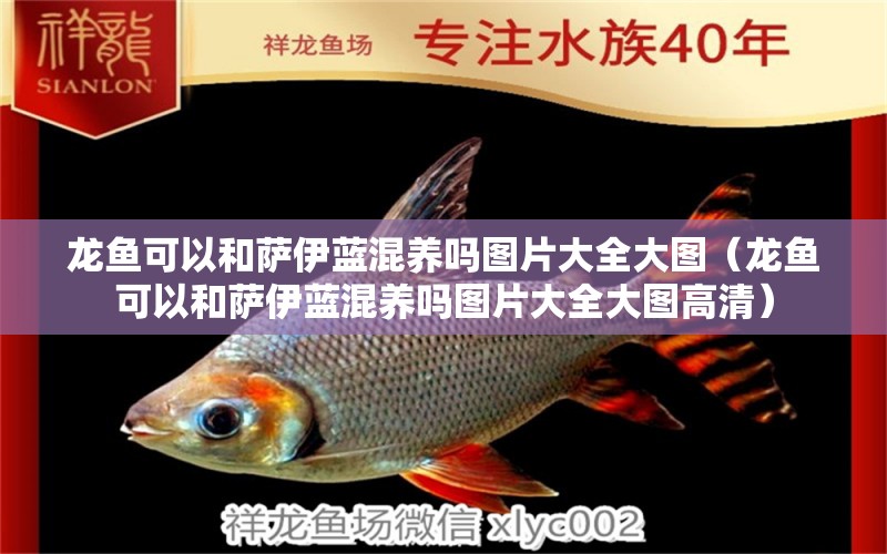 龍魚可以和薩伊藍(lán)混養(yǎng)嗎圖片大全大圖（龍魚可以和薩伊藍(lán)混養(yǎng)嗎圖片大全大圖高清）