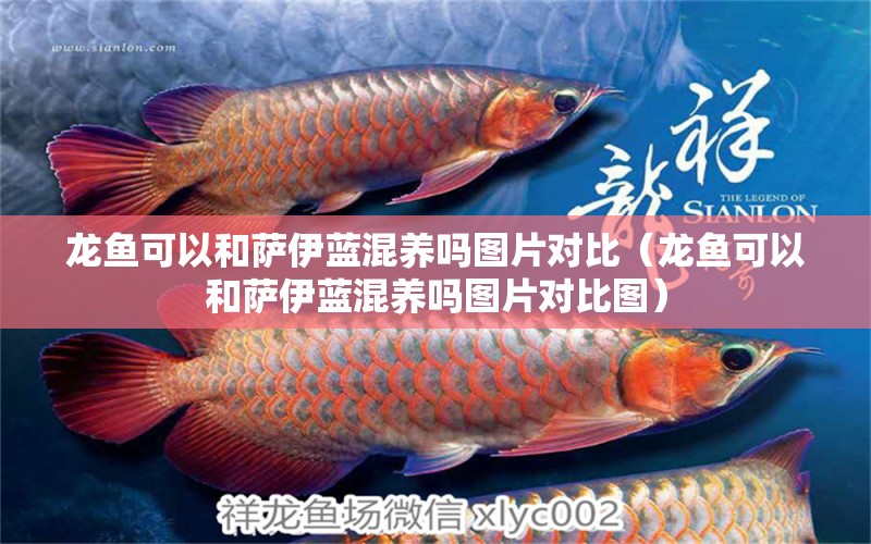 龍魚可以和薩伊藍(lán)混養(yǎng)嗎圖片對比（龍魚可以和薩伊藍(lán)混養(yǎng)嗎圖片對比圖）