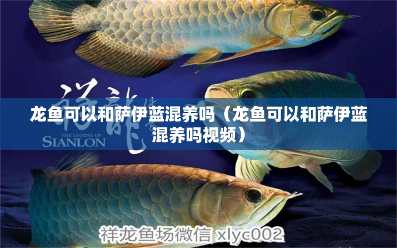 龍魚可以和薩伊藍(lán)混養(yǎng)嗎（龍魚可以和薩伊藍(lán)混養(yǎng)嗎視頻）