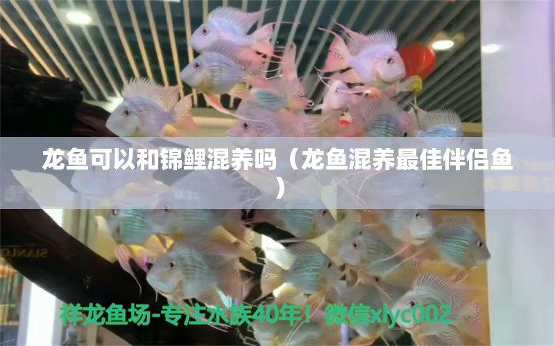 龍魚可以和錦鯉混養(yǎng)嗎（龍魚混養(yǎng)最佳伴侶魚）