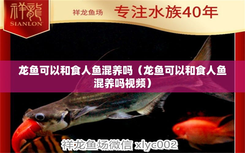 龍魚可以和食人魚混養(yǎng)嗎（龍魚可以和食人魚混養(yǎng)嗎視頻） 食人魚（水虎）